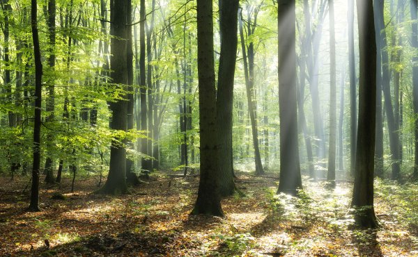 Environmental Benefits of Engineered Timber