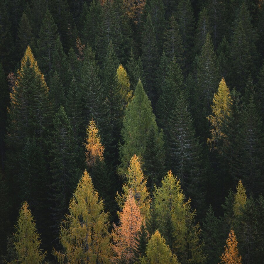 Forest-split-background